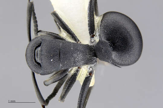 Image of Polyrhachis viscosa Smith 1858