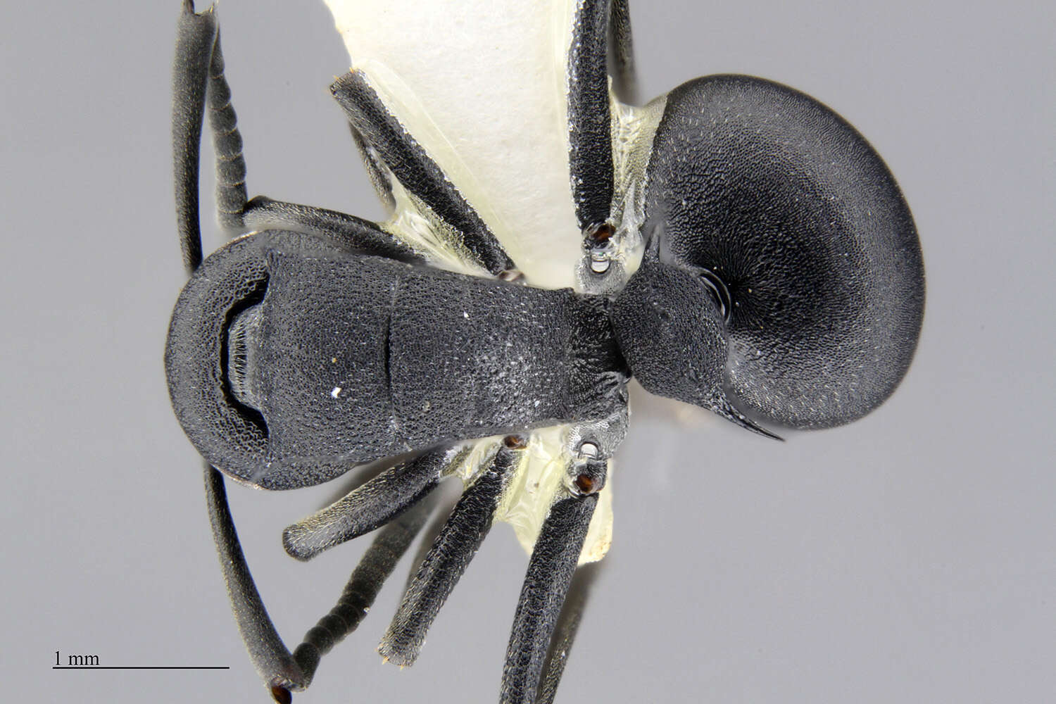Image de Polyrhachis viscosa Smith 1858