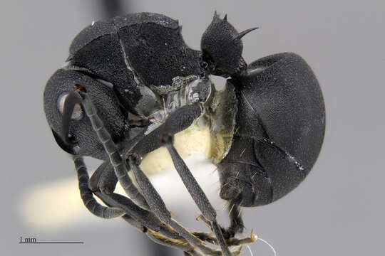 Image de Polyrhachis viscosa Smith 1858