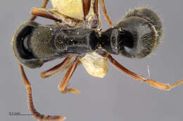 Image of Panther Ants