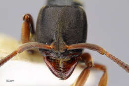 Image of Panther Ants