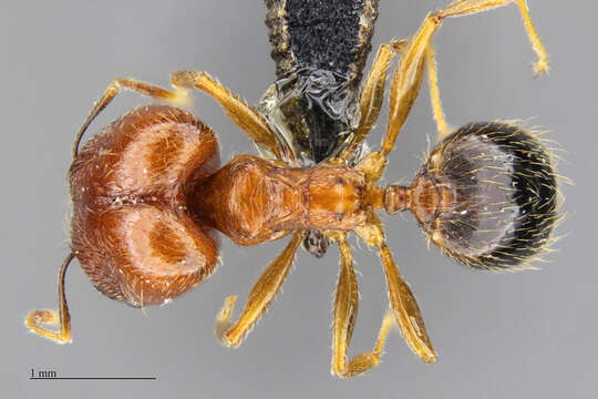 Image of Pheidole