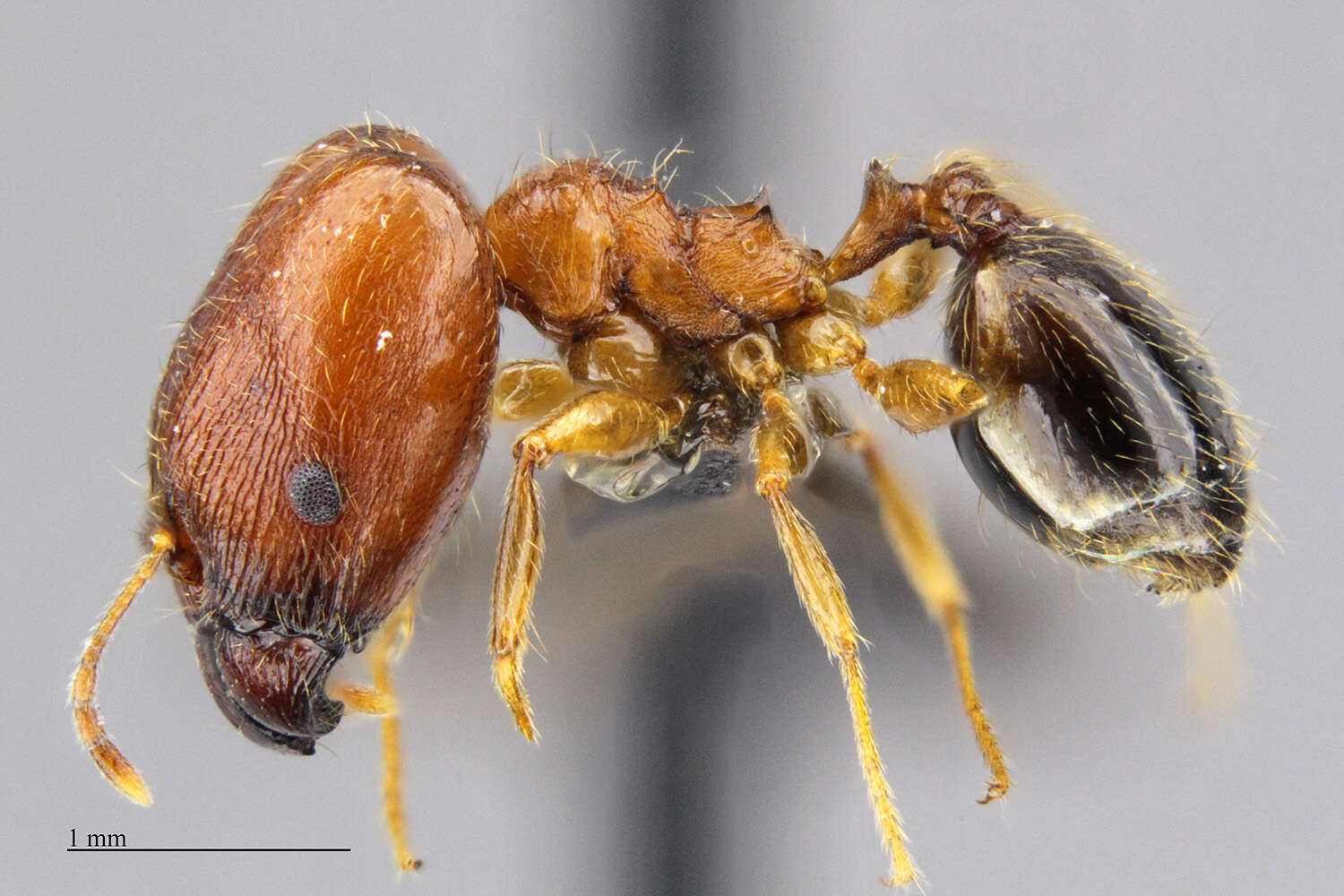 Image of Pheidole