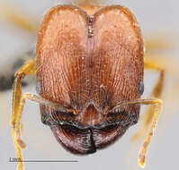 Image of Pheidole