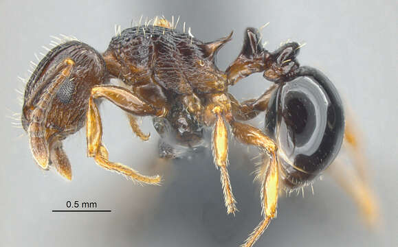 Image of Tetramorium sepultum Bolton 1980