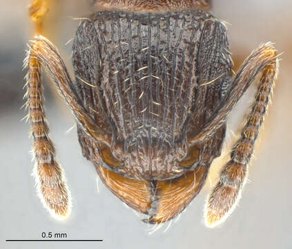 Image of Tetramorium sepultum Bolton 1980