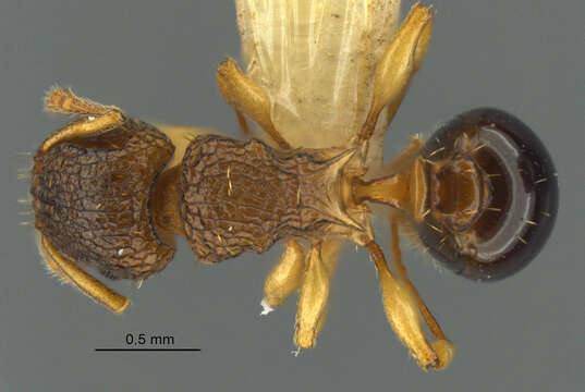 Image of Tetramorium do Forel 1914