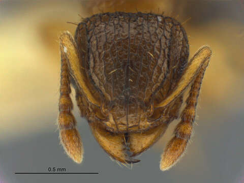 Image of Tetramorium do Forel 1914