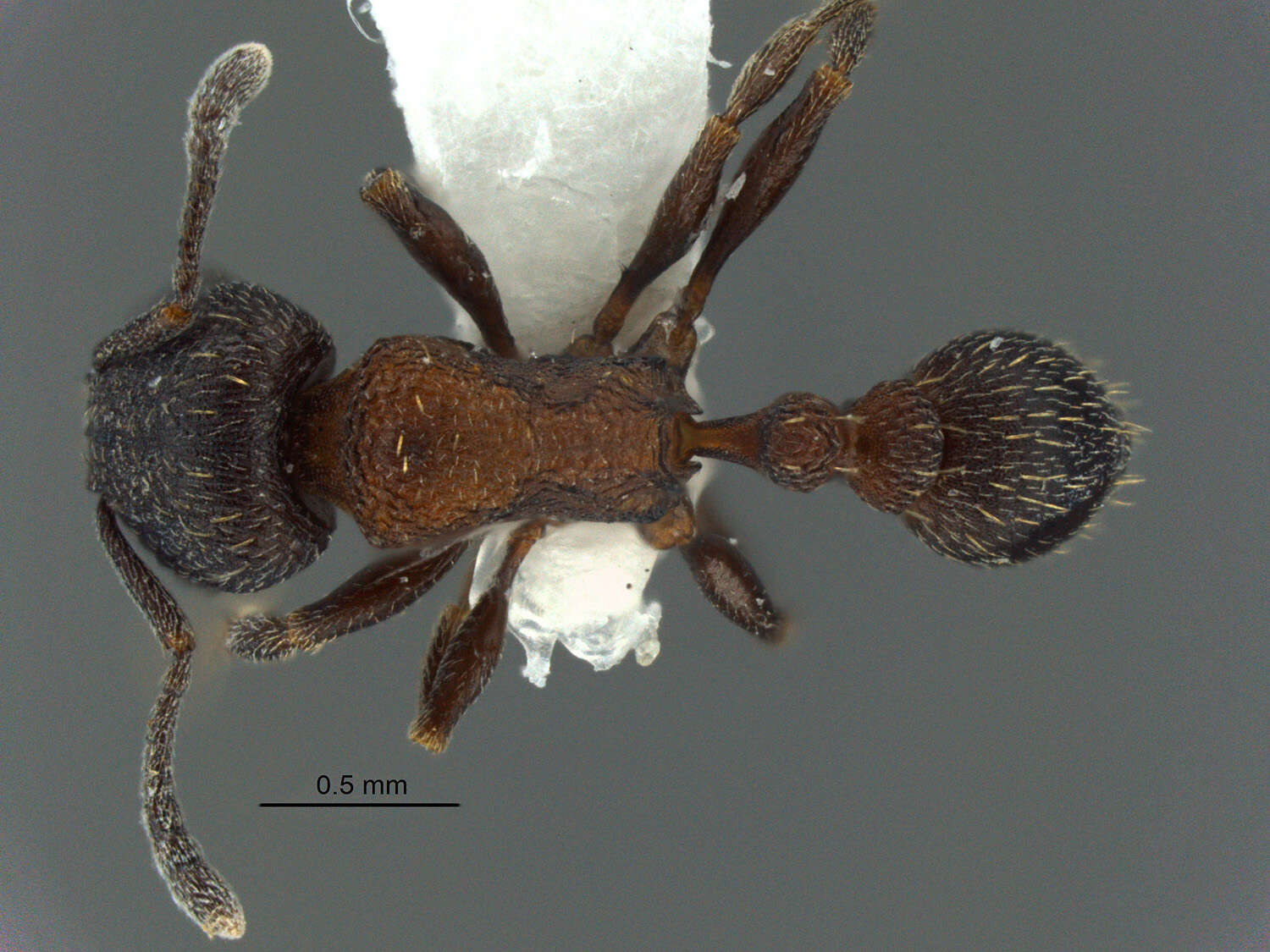 Image of Tetramorium oculatum Forel 1913