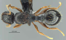 Image of Tetramorium zambezium Santschi 1939