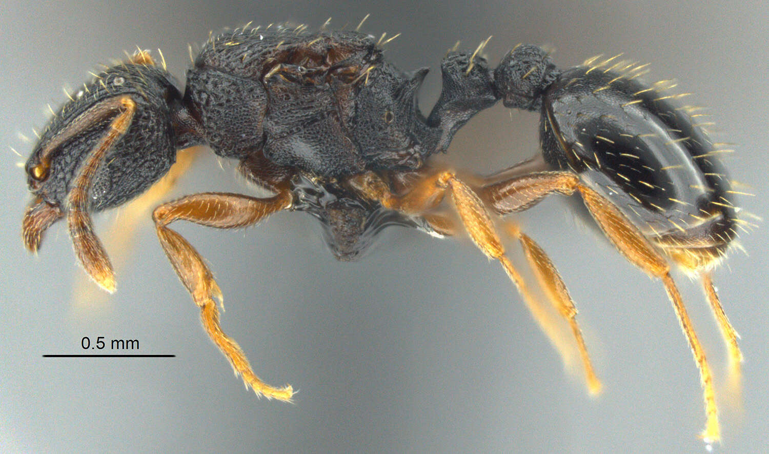 Image of Tetramorium zambezium Santschi 1939