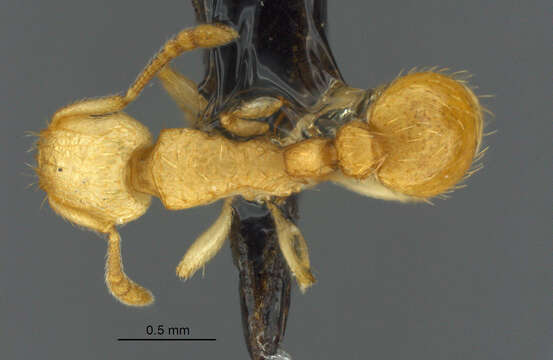 Image of Tetramorium phasias Forel 1914