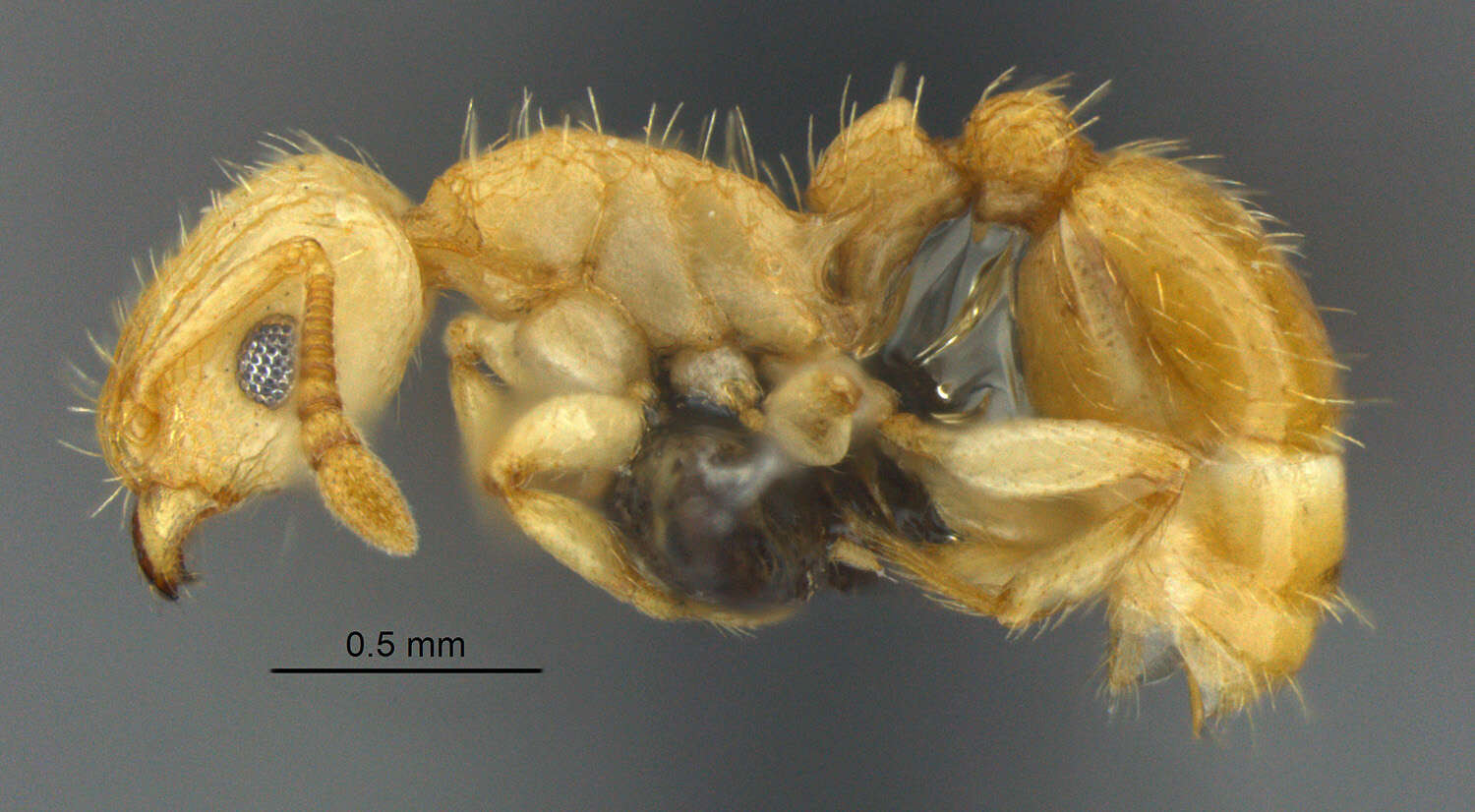 Image of Tetramorium phasias Forel 1914