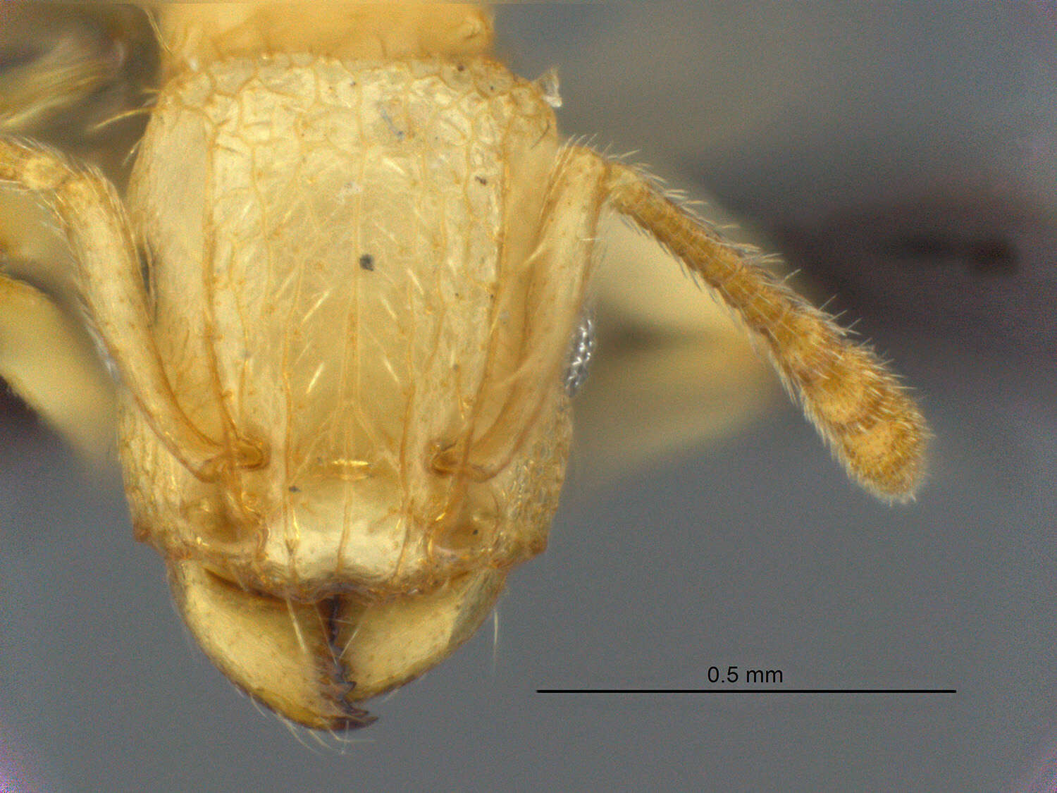 Image of Tetramorium phasias Forel 1914