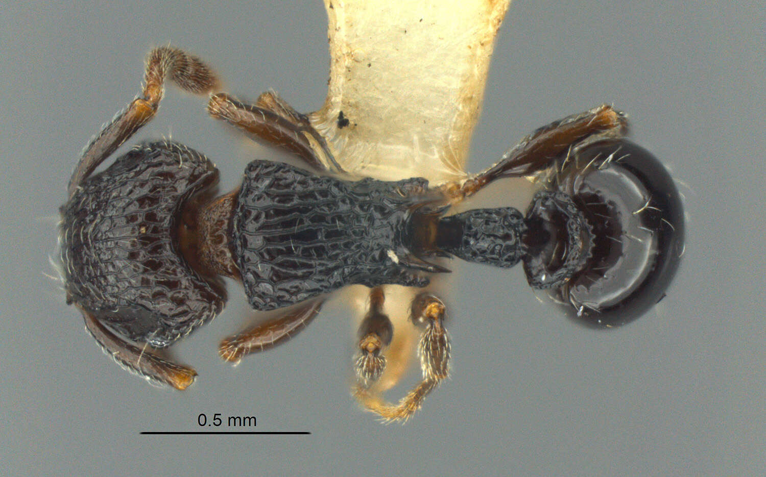 Image of Tetramorium chloe (Santschi 1920)