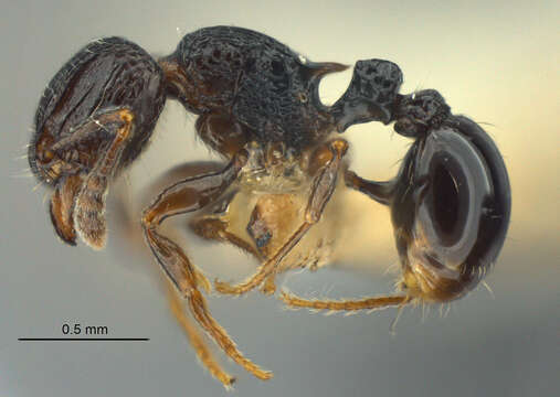 Image of Tetramorium chloe (Santschi 1920)