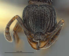 Image of Tetramorium chloe (Santschi 1920)