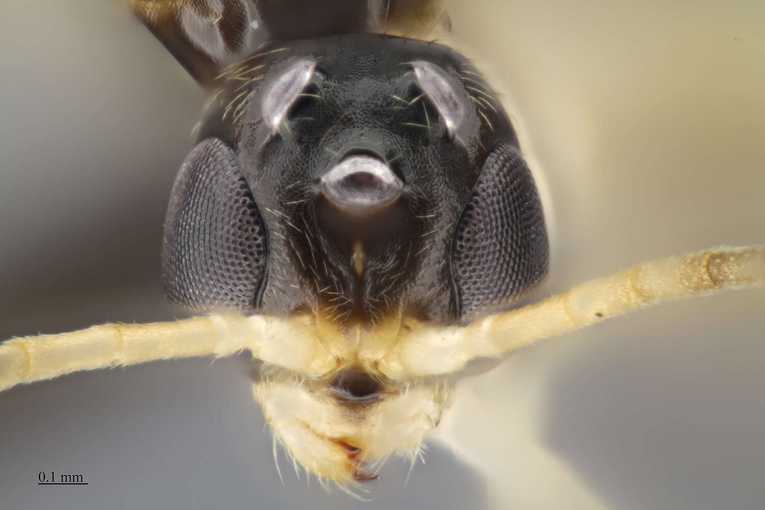 Image of Tetraponera ambigua (Emery 1895)