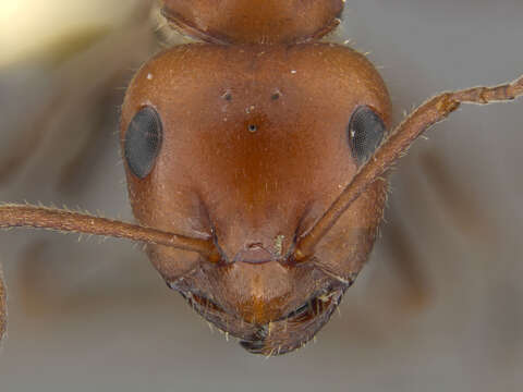 Image of Formica oreas Wheeler 1903