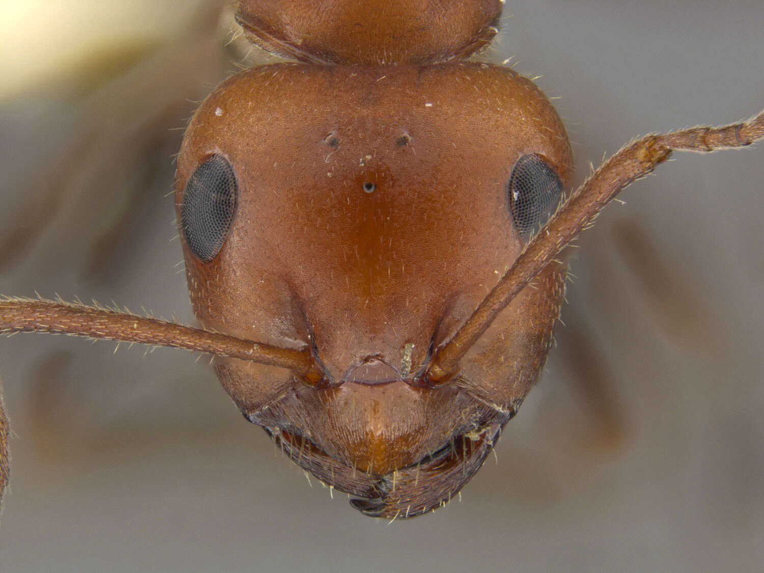 Image of Formica oreas Wheeler 1903