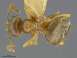 Image of Lasius sitiens Wilson 1955