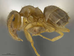 Image of Lasius sitiens Wilson 1955