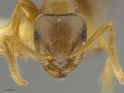 Image of Lasius sitiens Wilson 1955