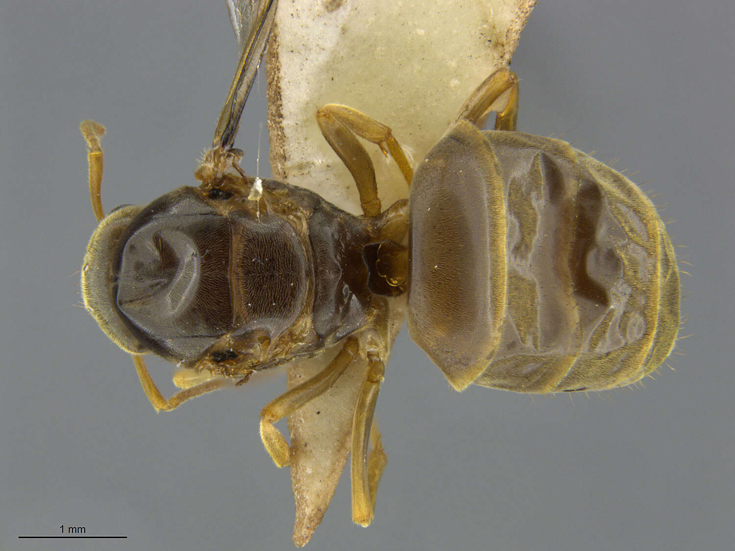 Image of Lasius sitiens Wilson 1955