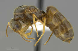 Image of Lasius sitiens Wilson 1955