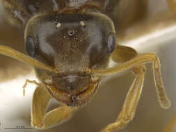 Image of Lasius sitiens Wilson 1955