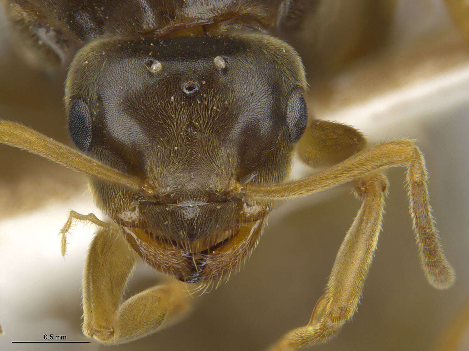 Image of Lasius sitiens Wilson 1955