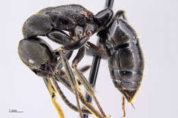 Image of Panther Ants