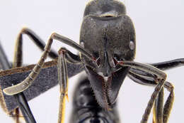 Image of Panther Ants