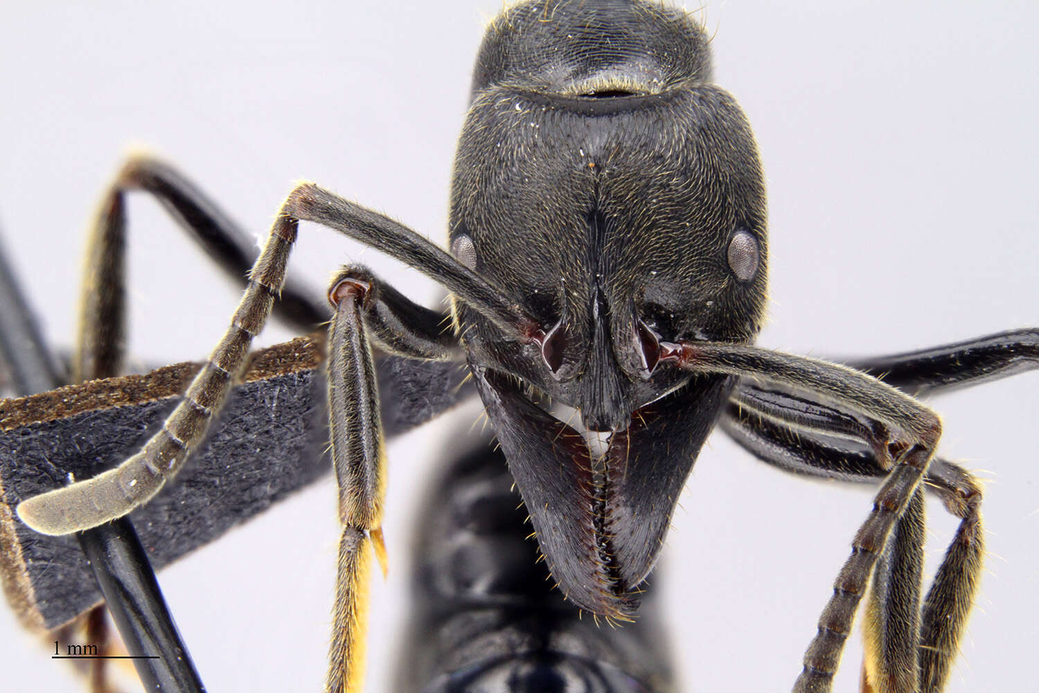 Image of Panther Ants