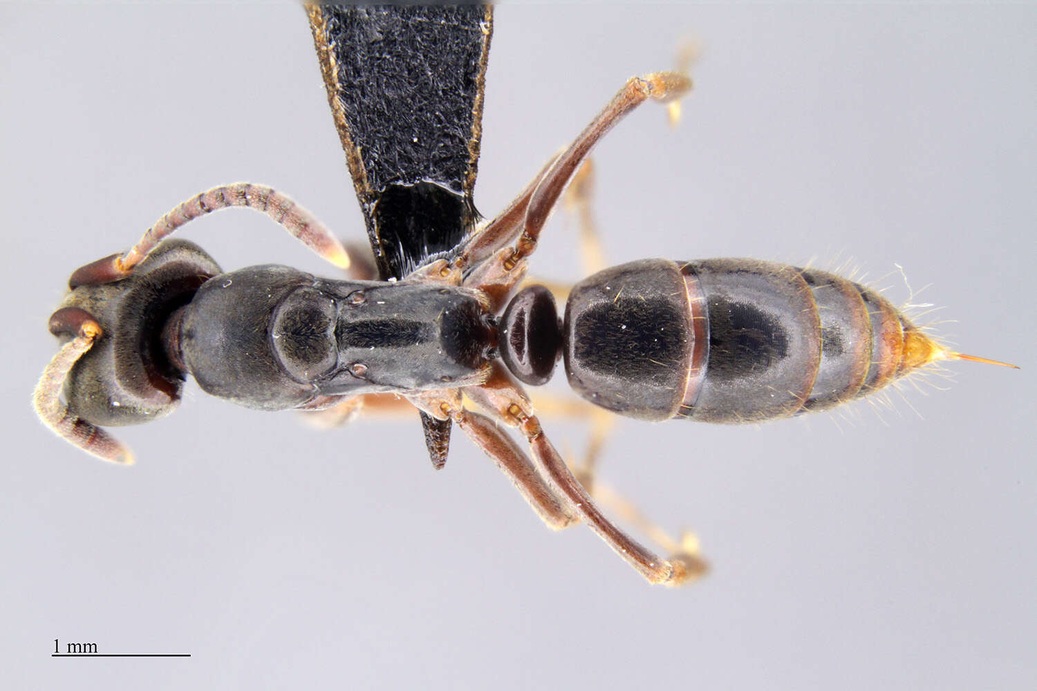 Image of Panther Ants