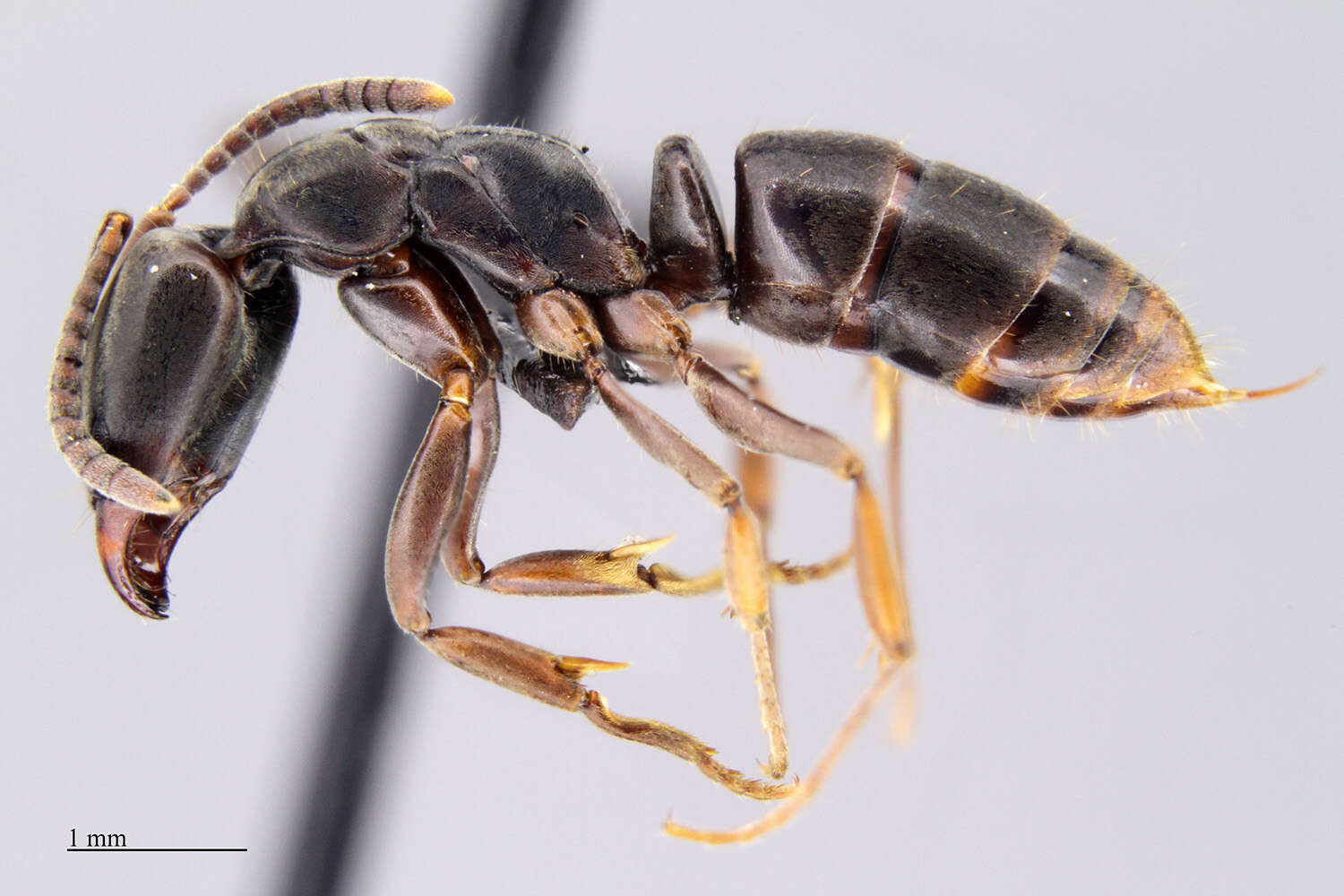 Image of Panther Ants