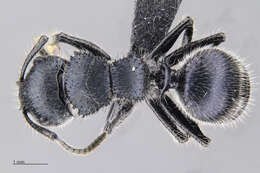 Image of Echinopla pseudostriata Donisthorpe 1943
