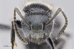 Image of Echinopla pseudostriata Donisthorpe 1943