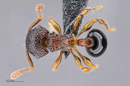 Image of Pristomyrmex cribrarius Arnold 1926