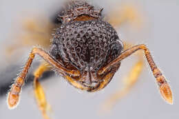 Image of Pristomyrmex cribrarius Arnold 1926