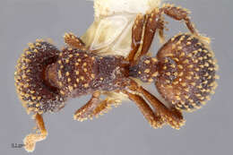 Image of Calyptomyrmex kaurus Bolton 1981