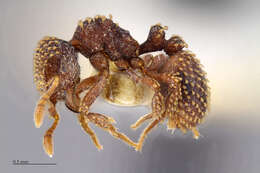 Image of Calyptomyrmex kaurus Bolton 1981