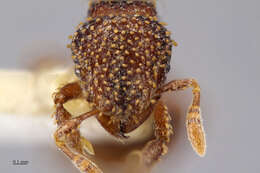 Image of Calyptomyrmex kaurus Bolton 1981