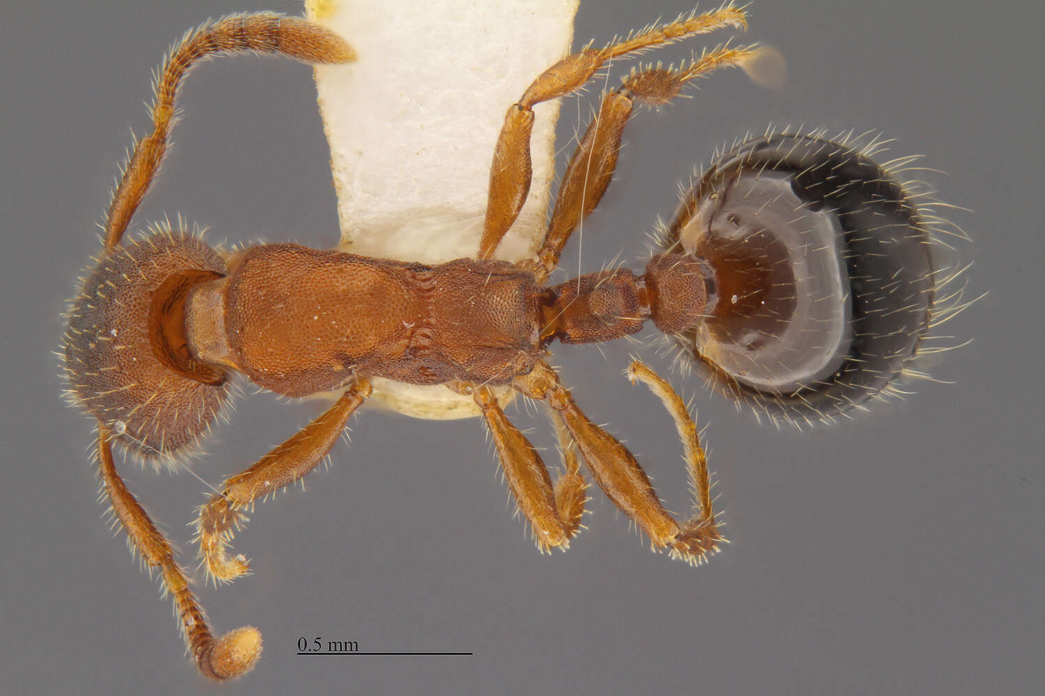 Plancia ëd Formicoxenus diversipilosus (Smith 1939)