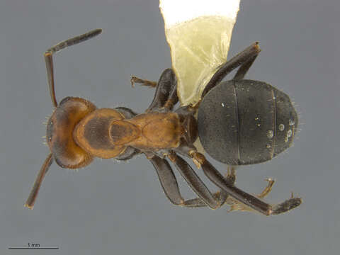 Image of Thatching ant