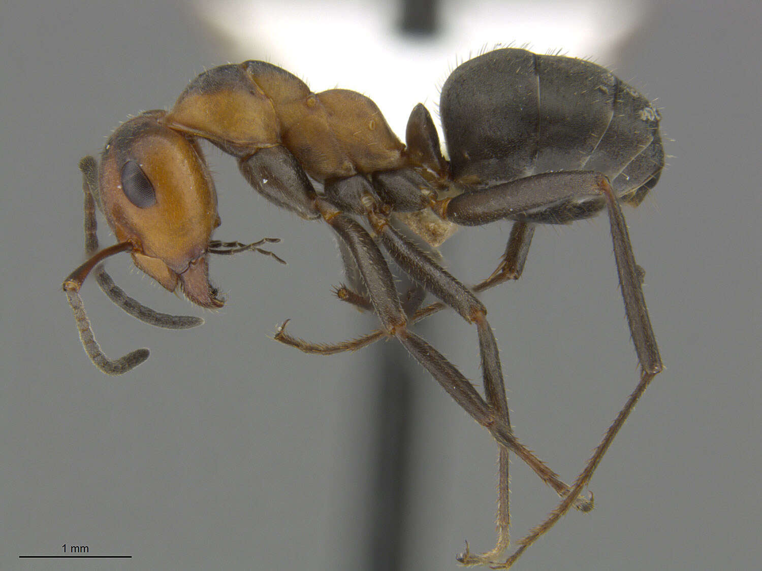 Image of Thatching ant