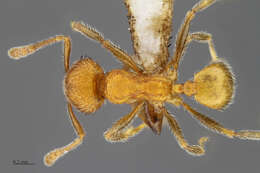 Image of Pheidole