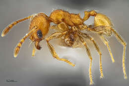 Image of Pheidole