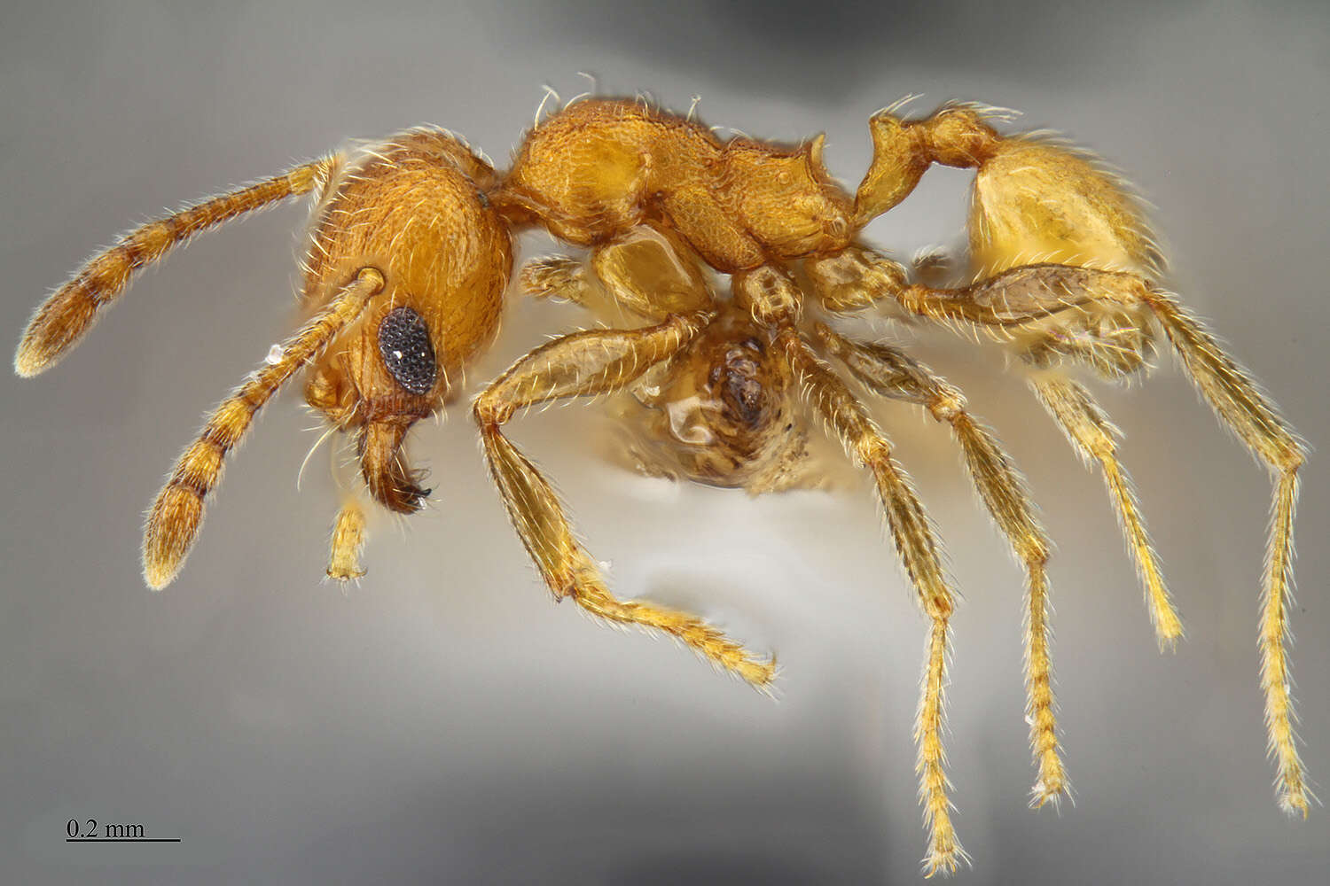 Image of Pheidole