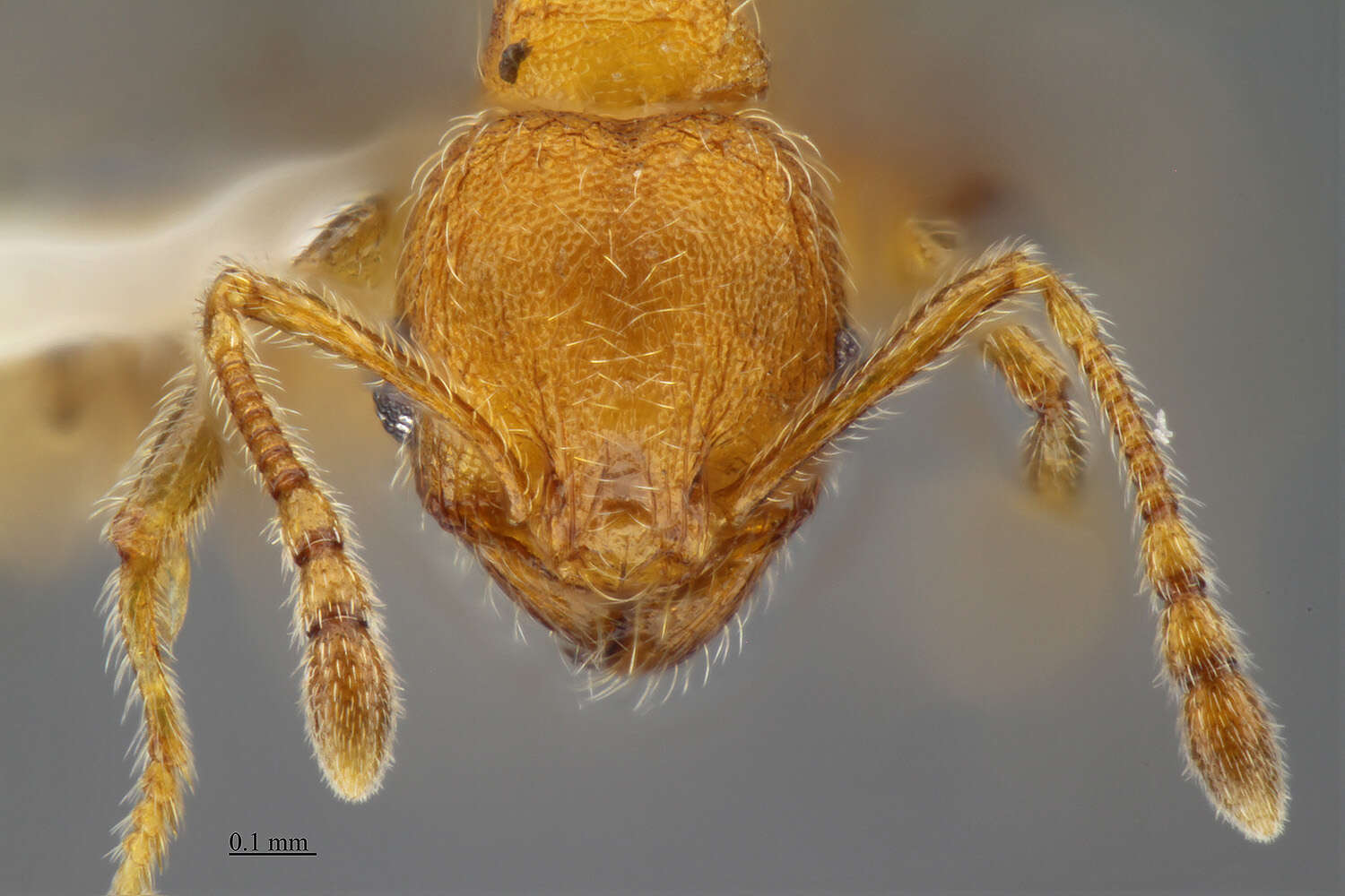 Image of Pheidole